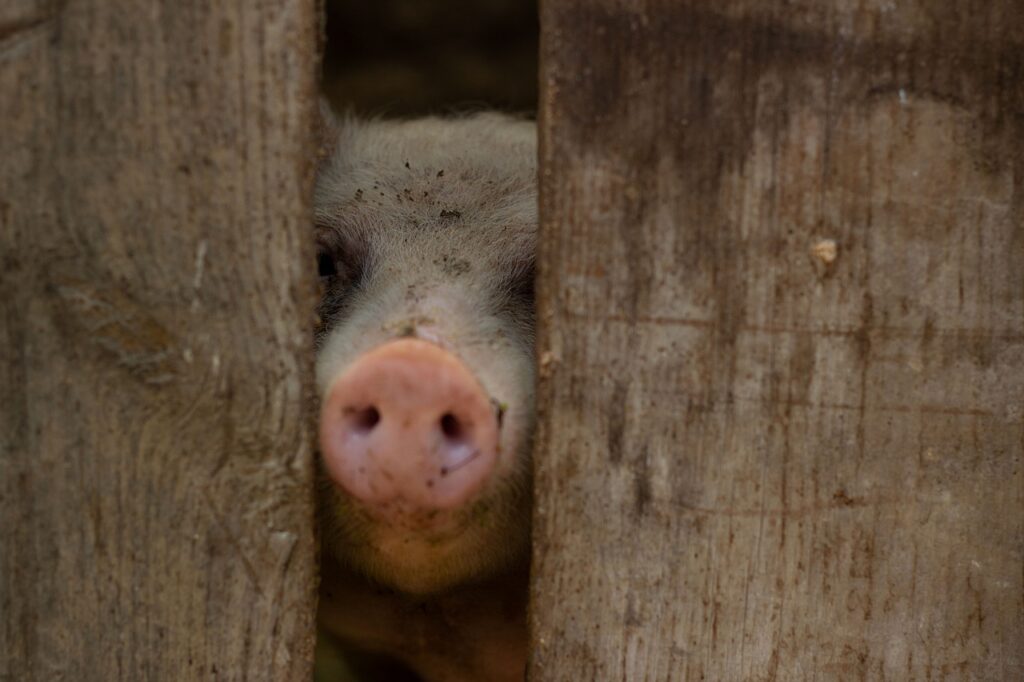 年末年始に学生が楽しめる京都の格安旅行プランは？