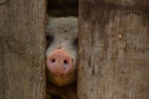 年末年始に学生が楽しめる京都の格安旅行プランは？