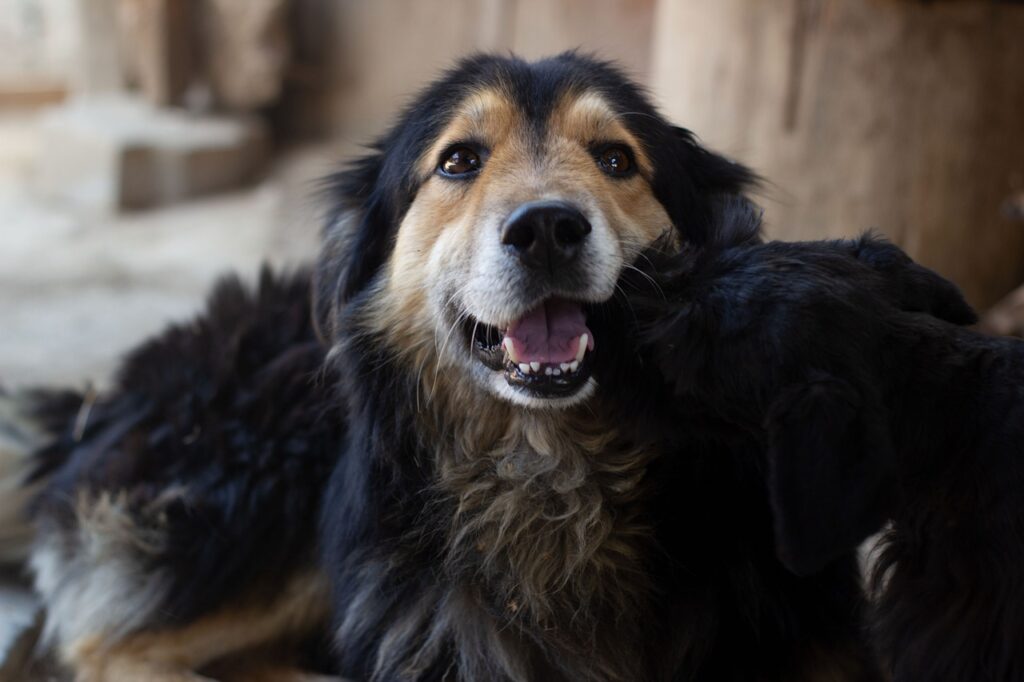 年末年始におすすめの初詣ツアーを格安で楽しむ方法は？