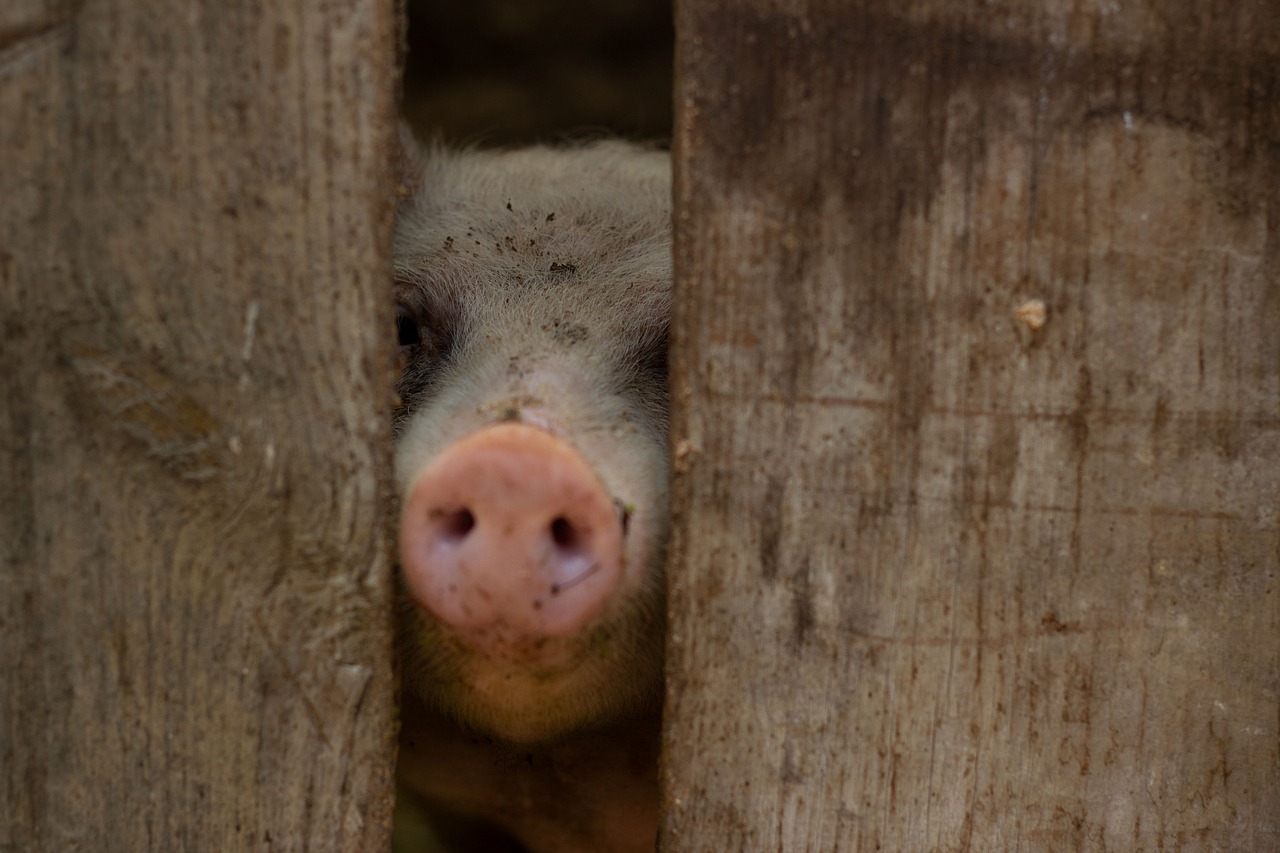 年末年始に学生が利用する格安夜行バスのおすすめは？