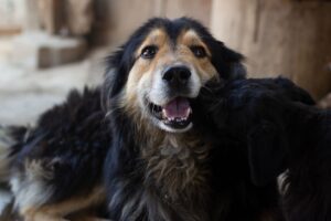 年末年始に学生が利用できる格安フェリーはどこですか？