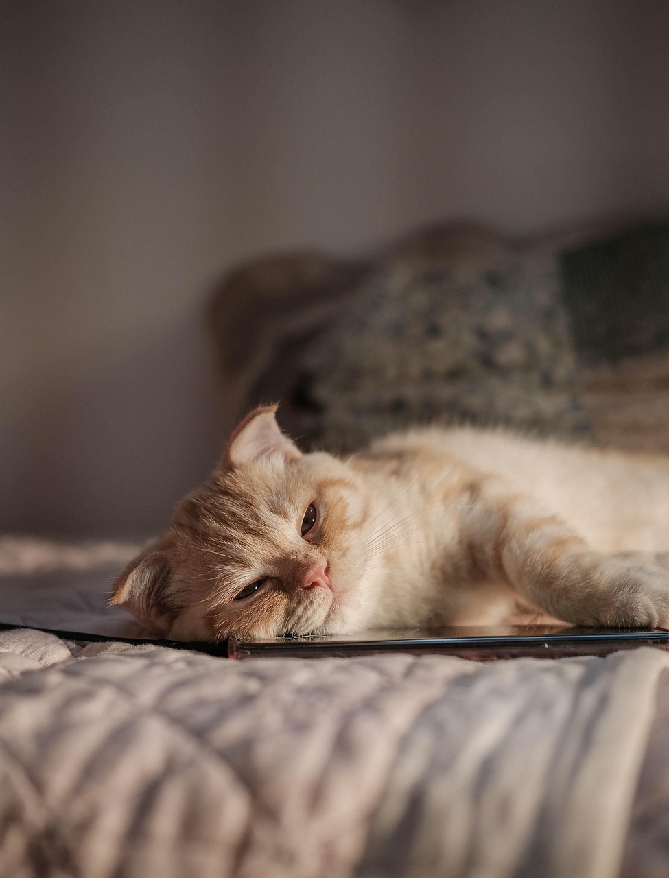 冬休みに学生が楽しめる格安の国内旅行先は？